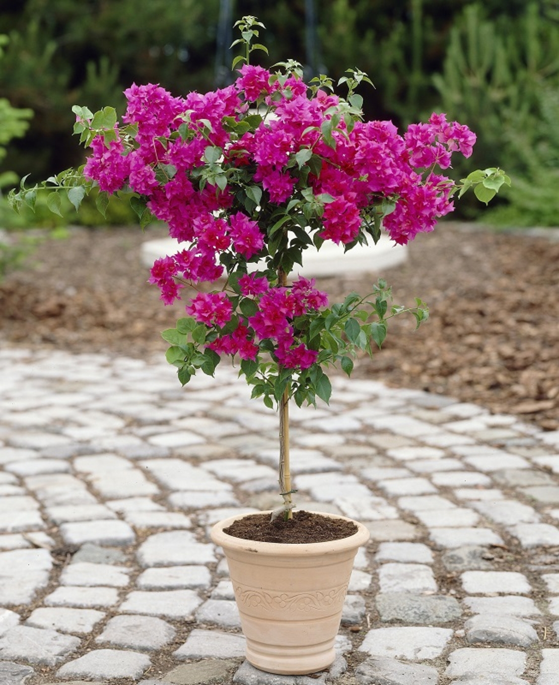 Бугенвилия (микс) Bougainvillea spp.