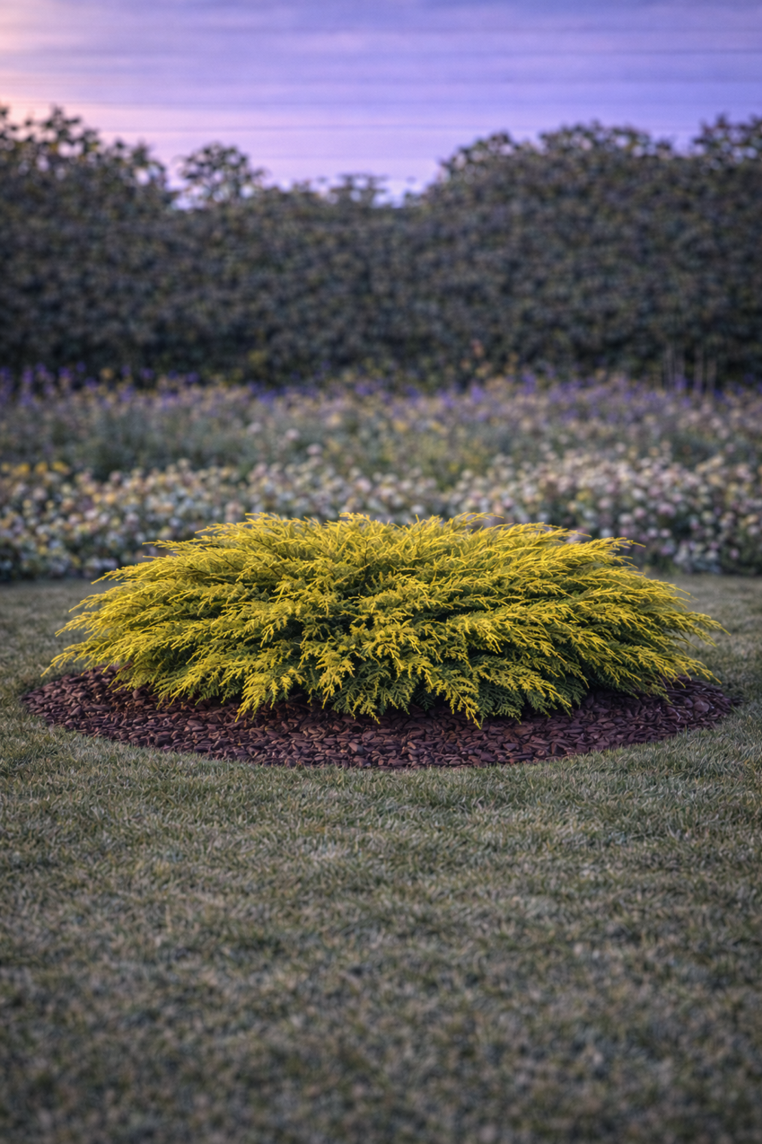Хвойна хоризонтална ‘Old Gold’ Juniperus horizontalis ‘Old Gold’