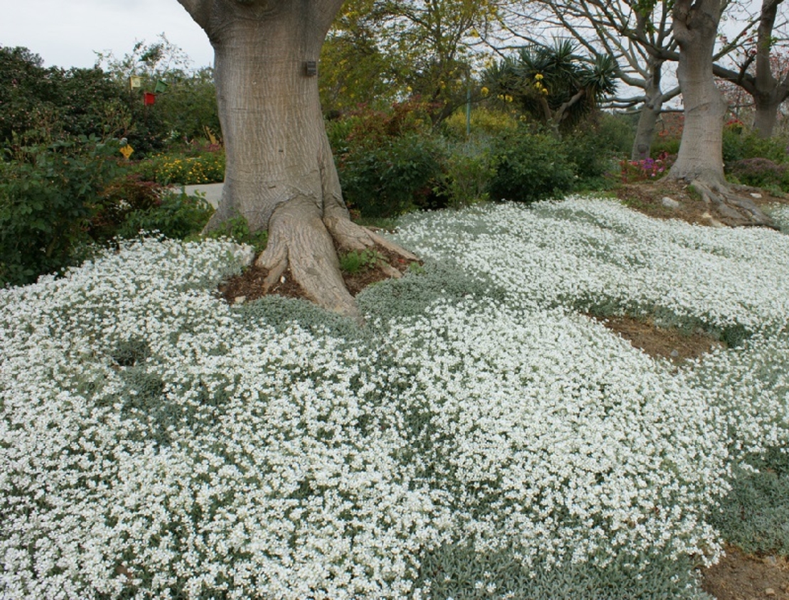 Церастиум (сребърна тревичка) Cerastium tomentosum