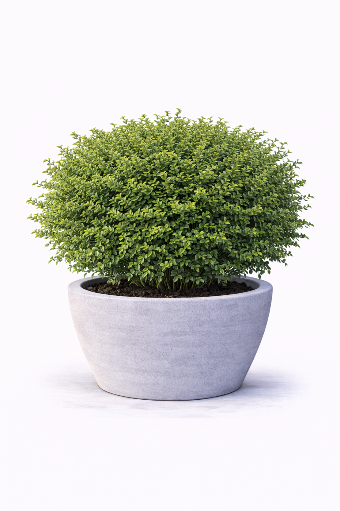 Орлов нокът постилащ се Lonicera pileata