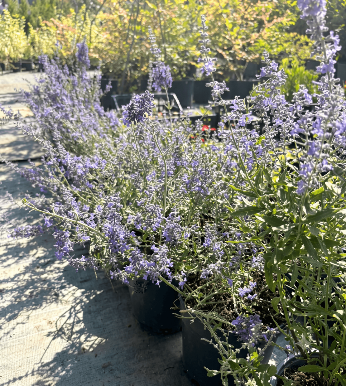 Перовския ‘Blue Spire’  | Perovskia atriplicifolia ‘Blue Spire’