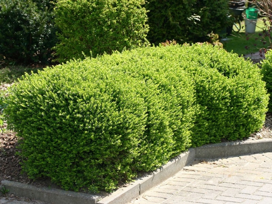 Орлов нокът дребнолистен Lonicera nitida