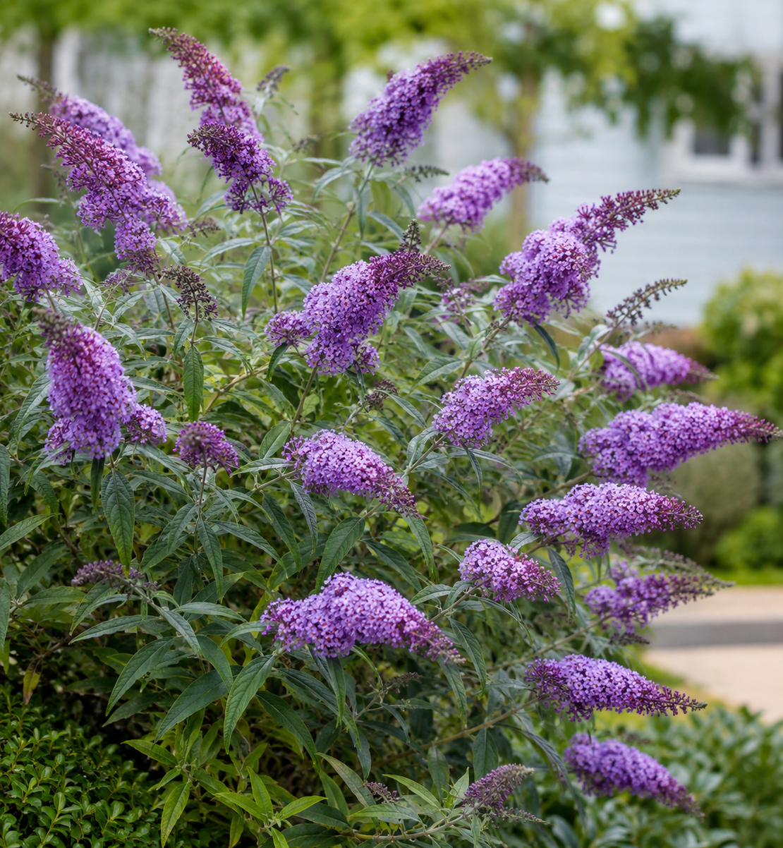 Будлея | 'Buddleja davidii'