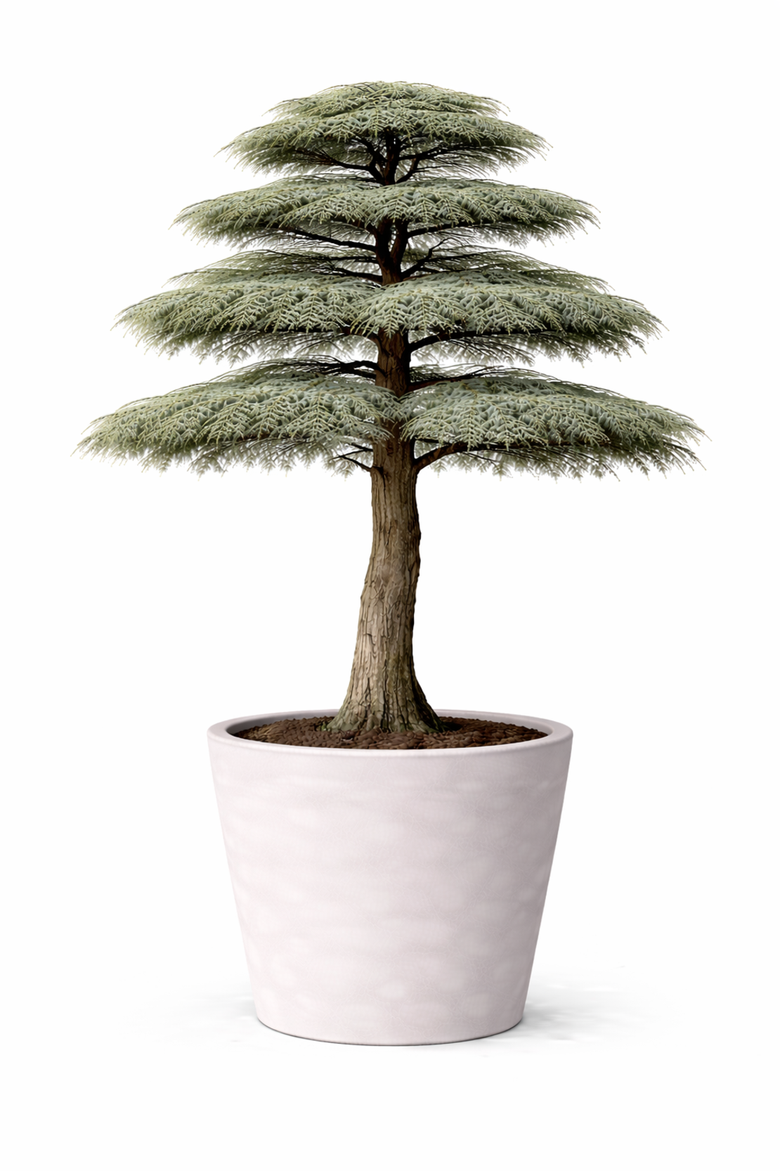 Кедър ливански висок Cedrus libani