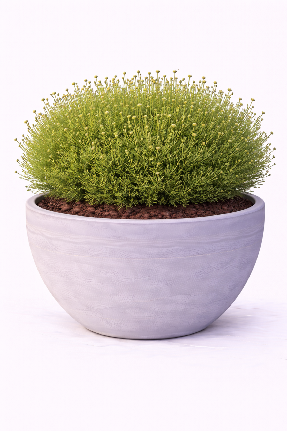 Сантолина Santolina viridis