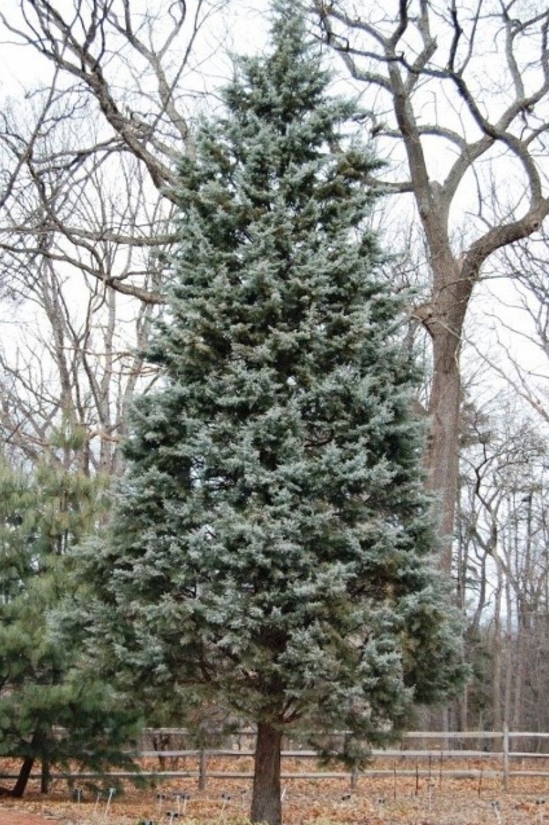 Аризонски кипарис Cupressus arizonica