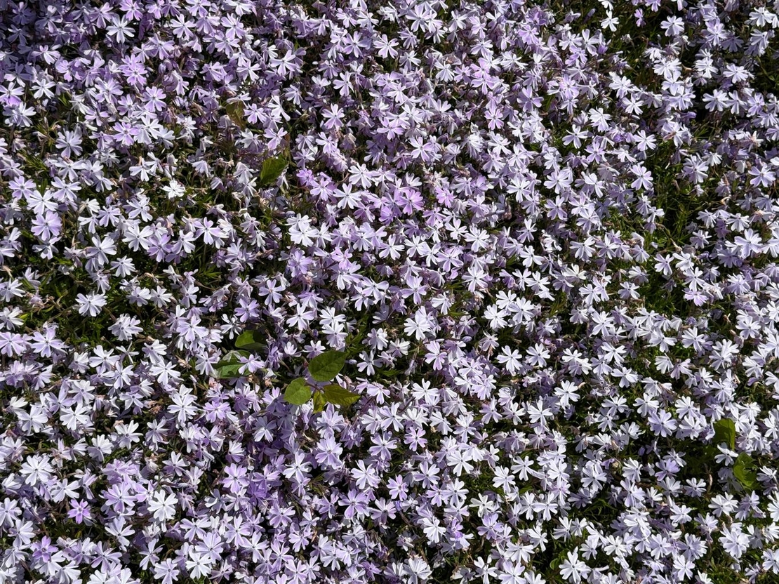 Флокс Phlox subulta mix