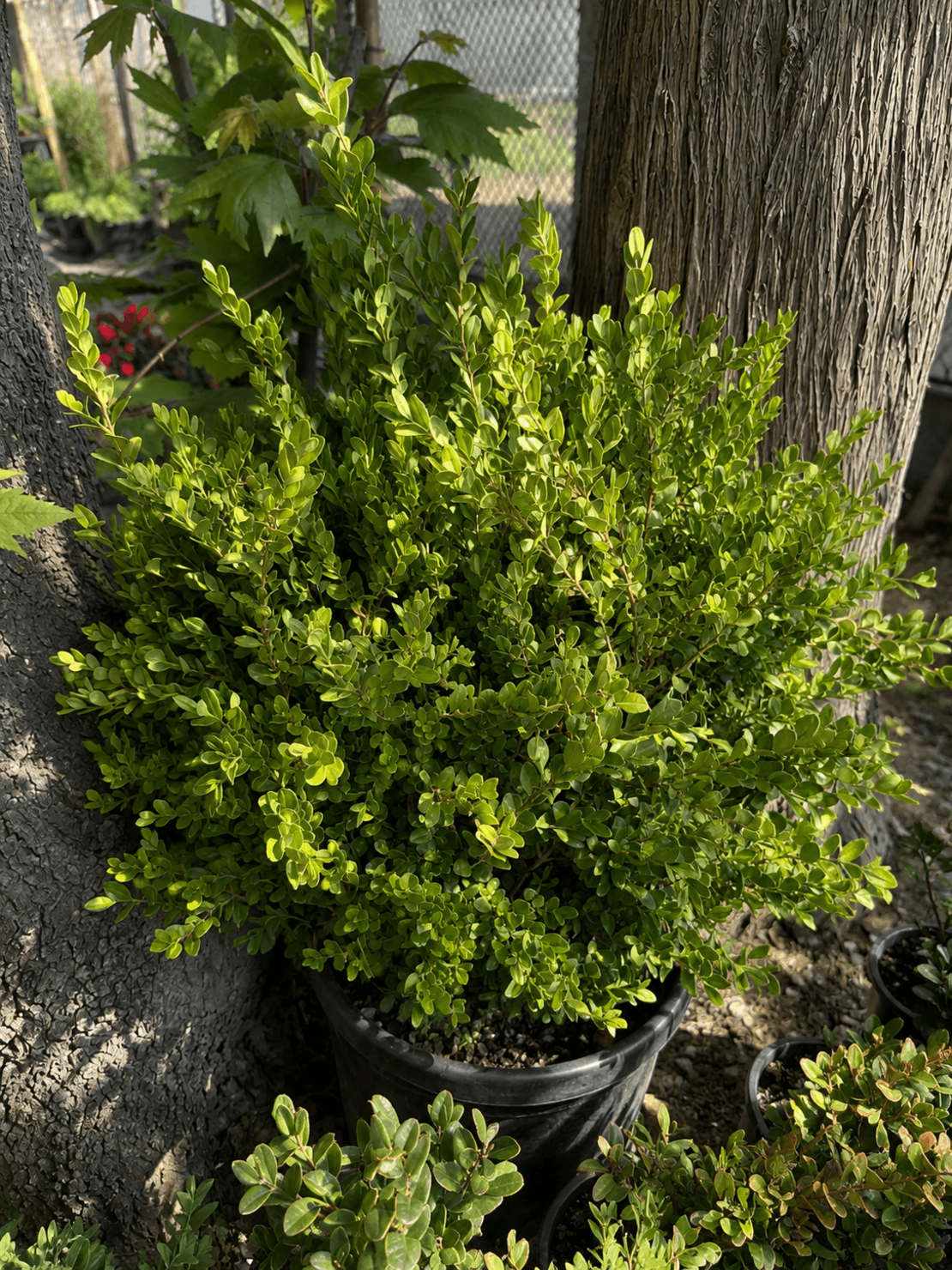 Чемшир (обикновен) Buxus sempervirens