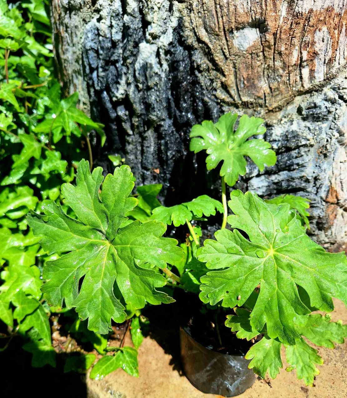 Здравец  'Geranium macrorrhizum'