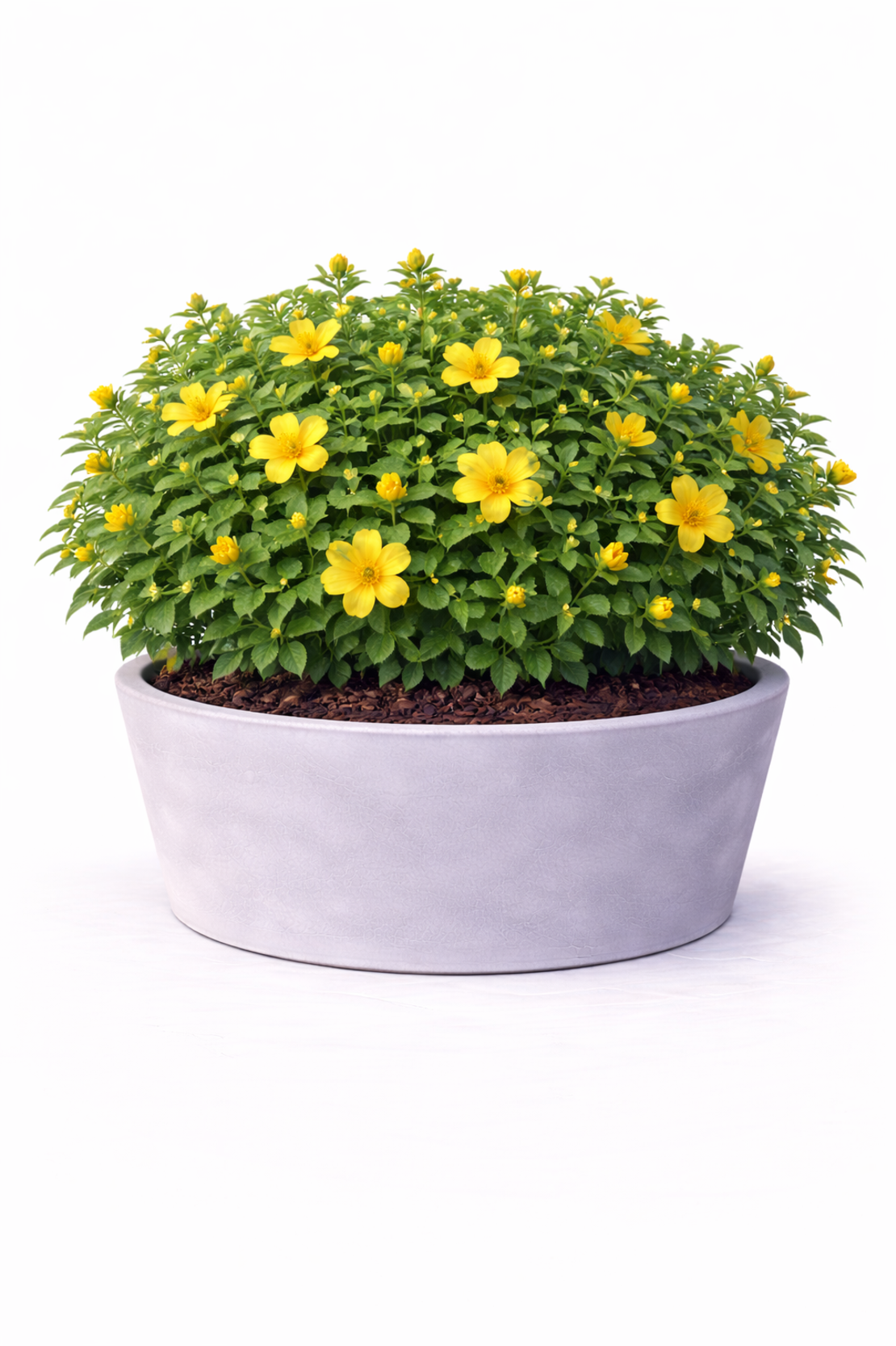 Жълт звъник (хиперикум) Hypericum calycinum