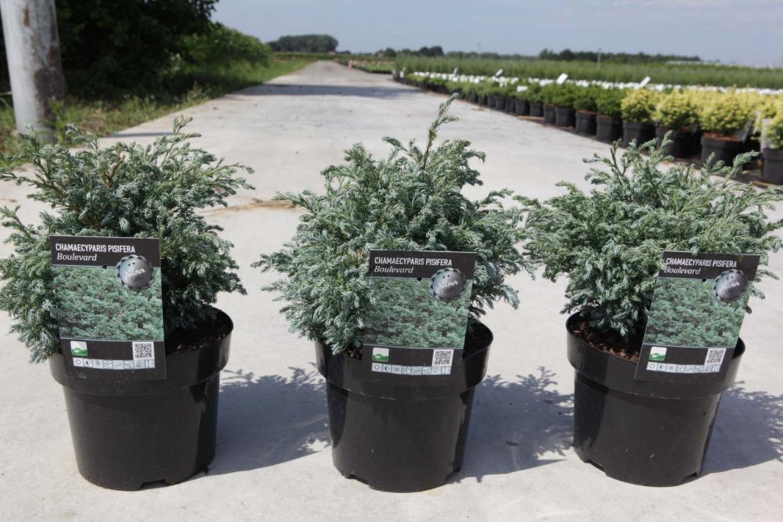 Лъжекедър ‘Boulevard’ Chamaecyparis pisifera ‘Boulevard’