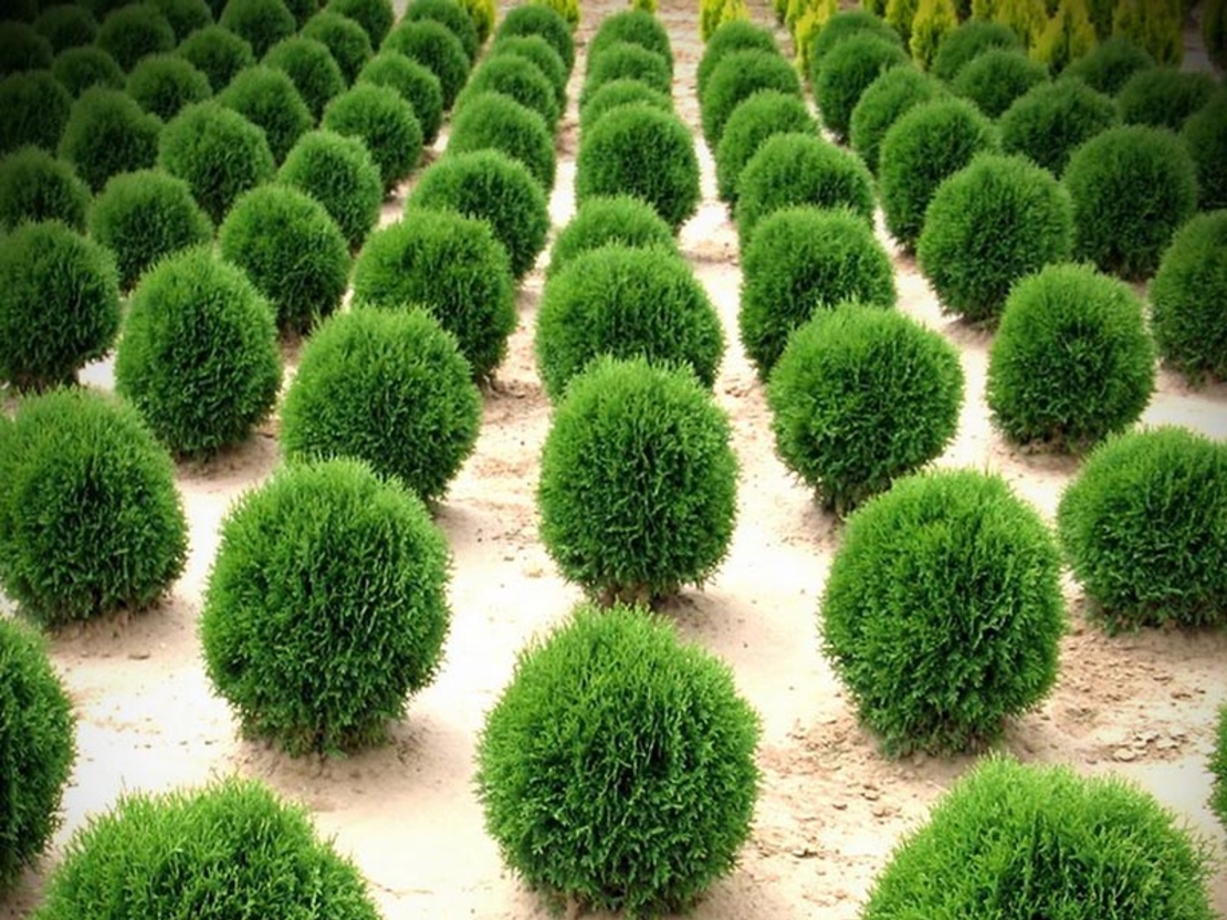 Туя ‘Tiny Tim’ Thuja occidentalis ‘Tiny Tim’