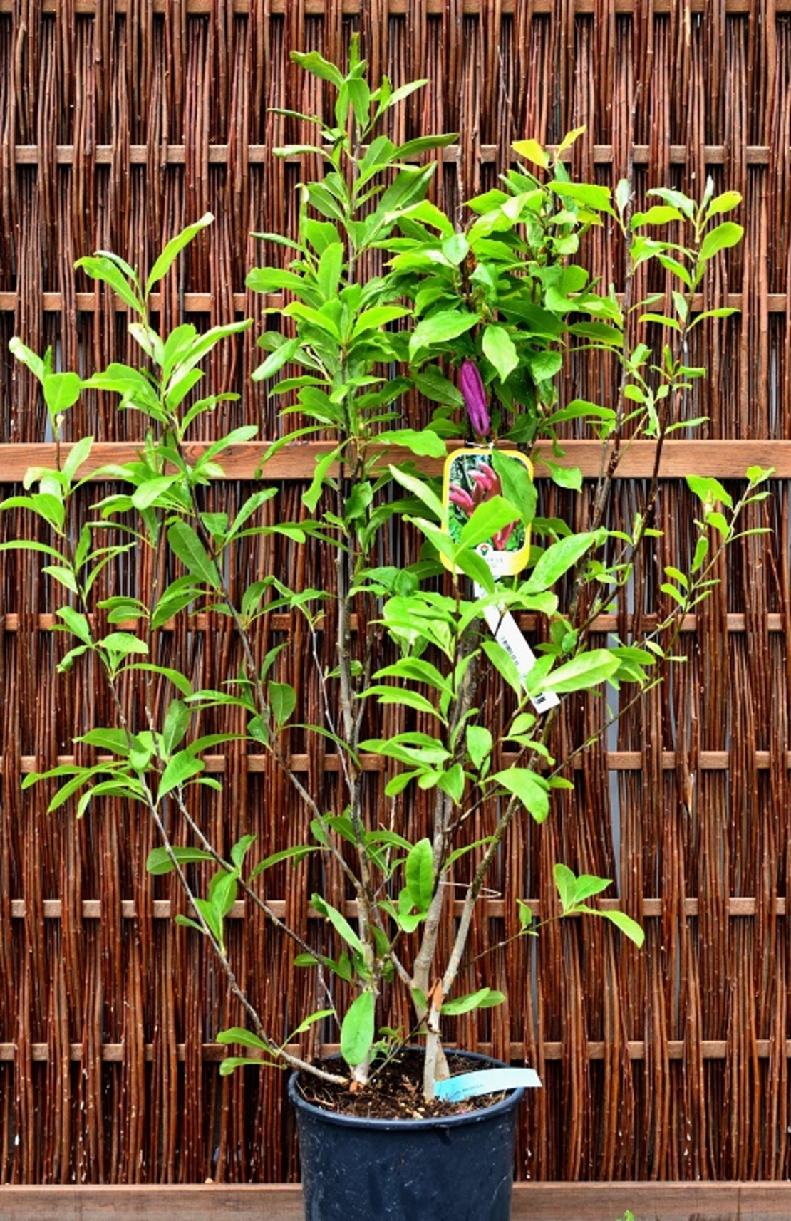 Магнолия звездовидна Magnolia stellata