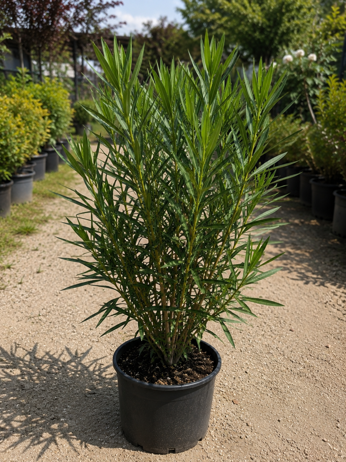 Зокум (Олеандър)   'Nerium oleander'