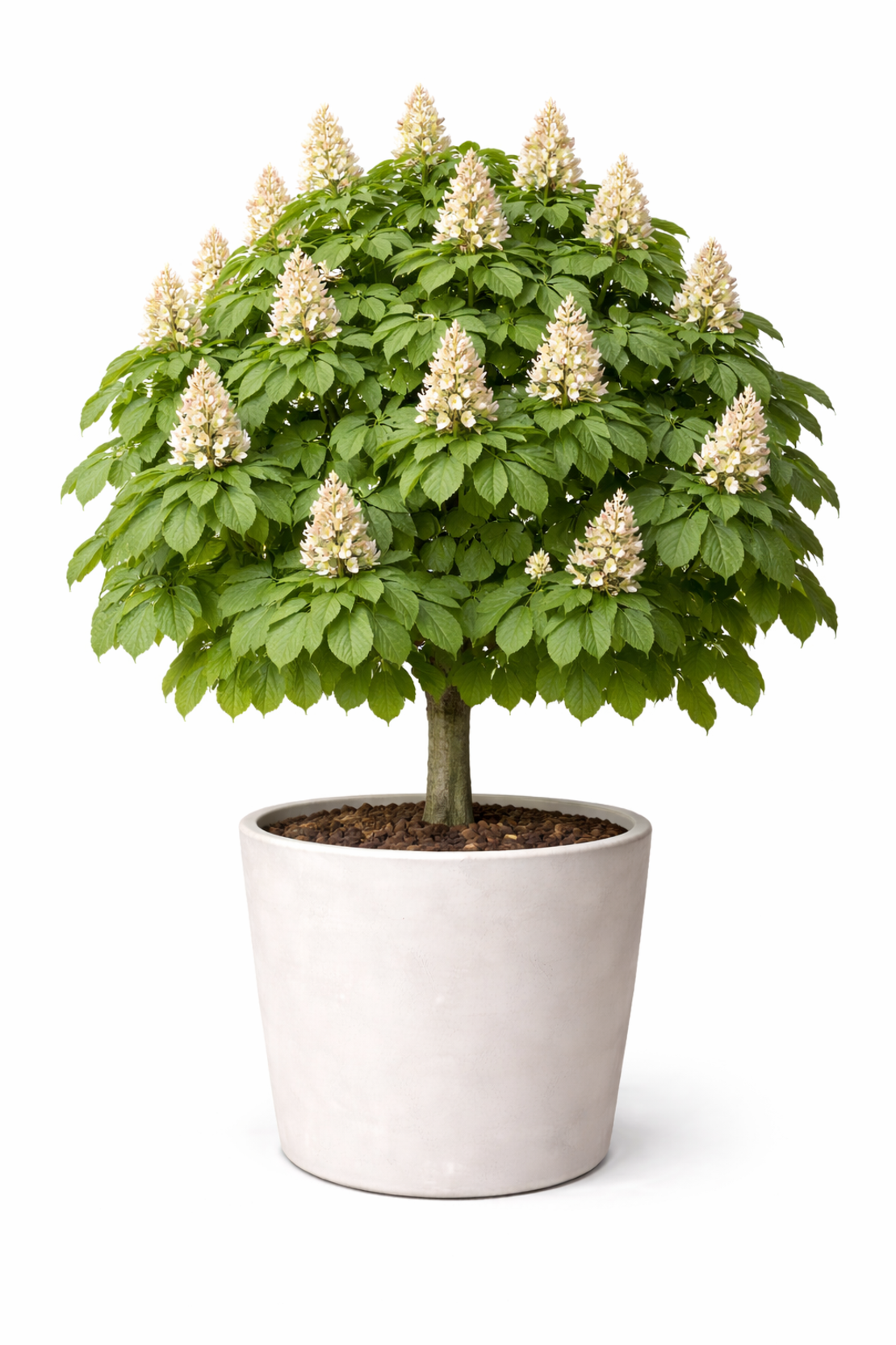 Конски кестен Aesculus hippocastanum