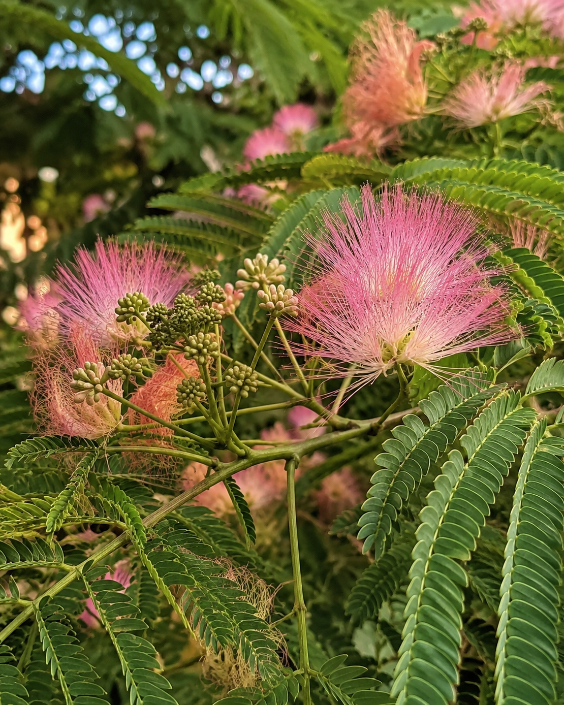 Албиция / Копринено дърво 'Albizia julibrissin'