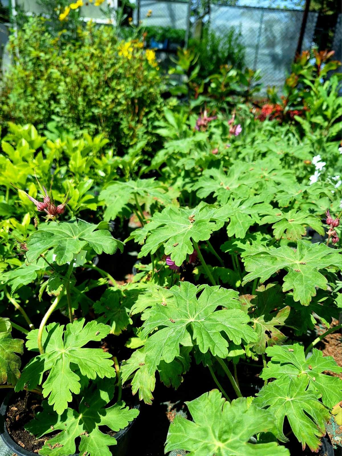 Здравец  'Geranium macrorrhizum'