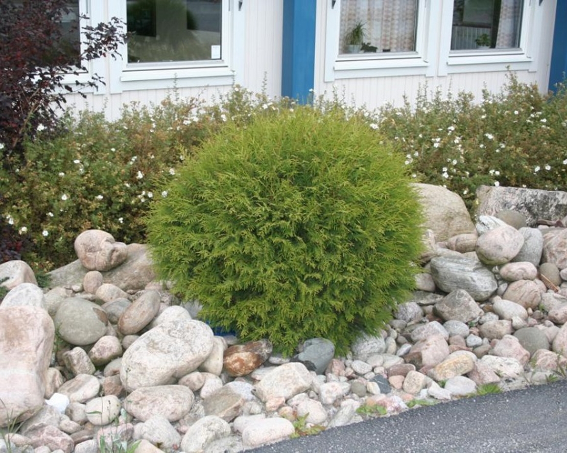 Туя ‘Globosa’ Thuja occidentalis ‘Globosa’