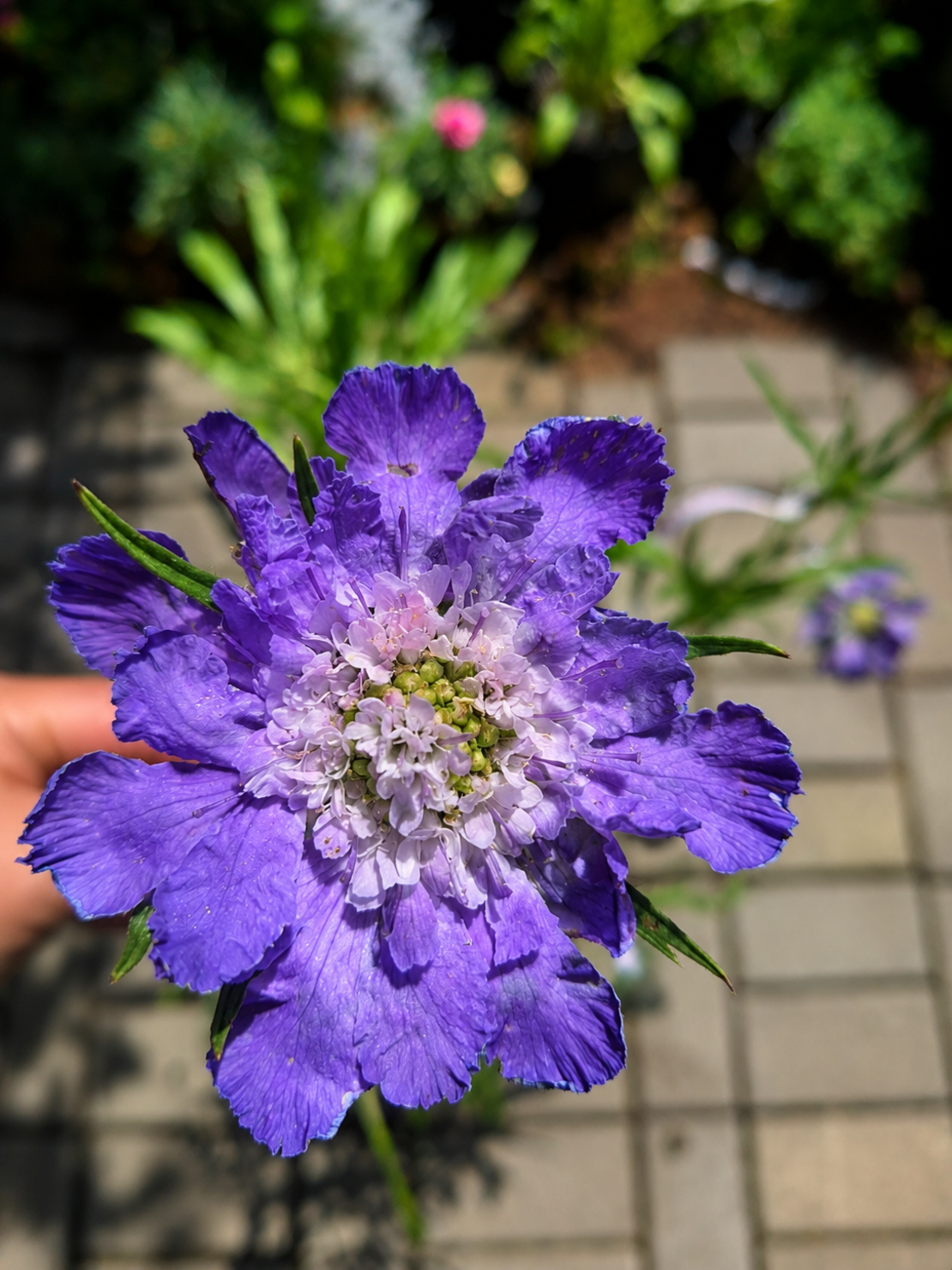 Скабиоза кавказка 'Scabiosa caucasica'
