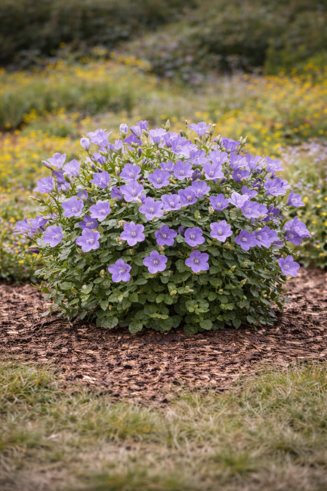 Кампанула (камбанка) Campanula carpatica