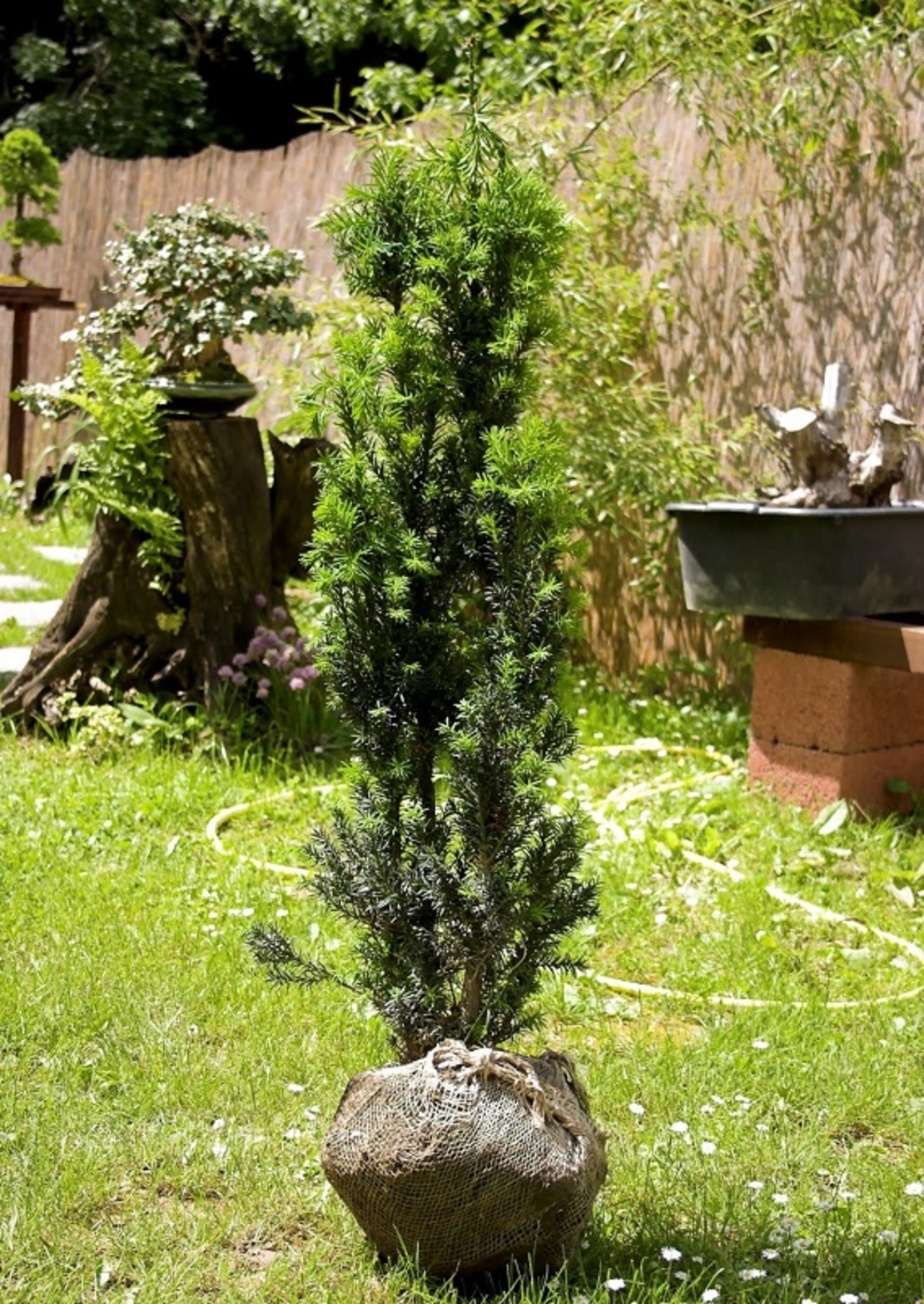 Тис обикновен Taxus baccata