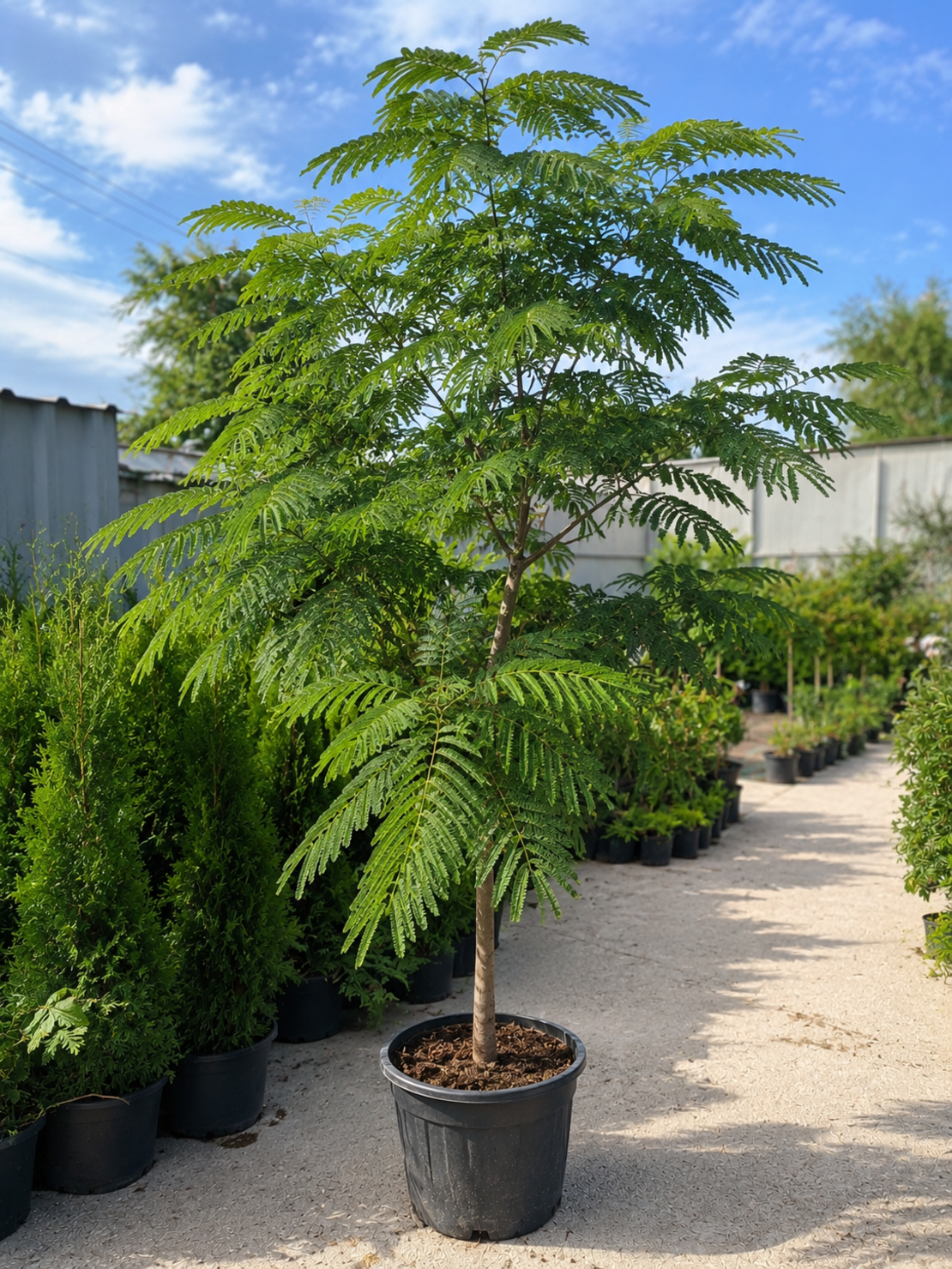 Албиция / Копринено дърво 'Albizia julibrissin'