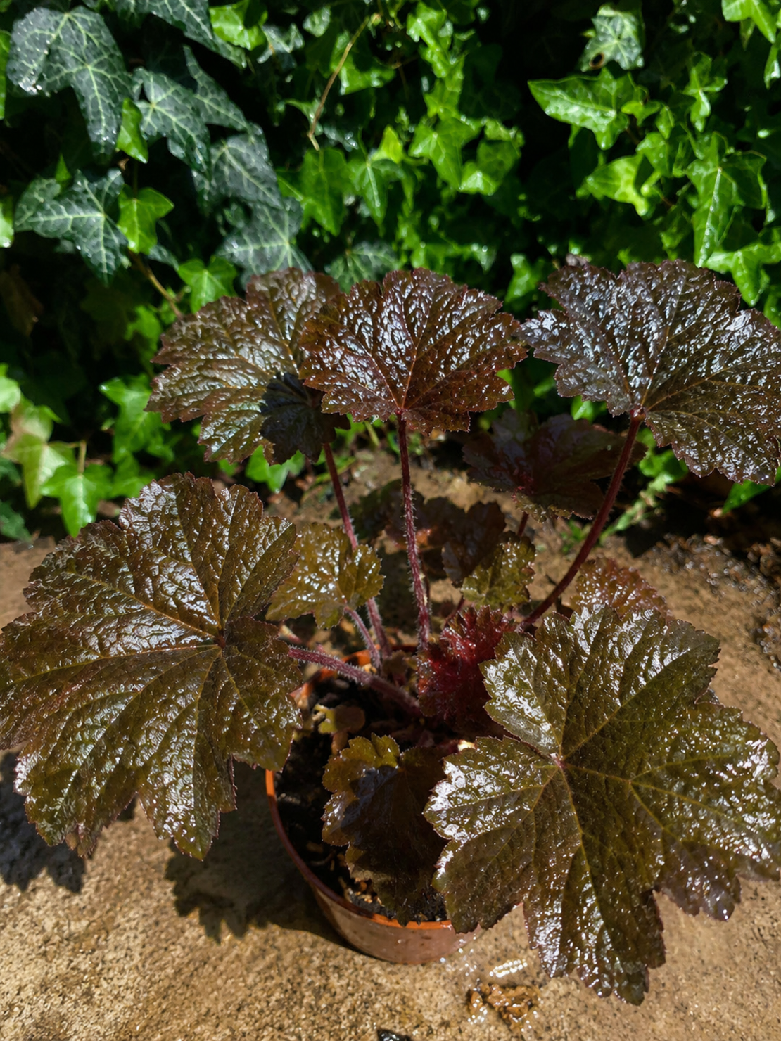 Хойхера  'Heuchera spp.'