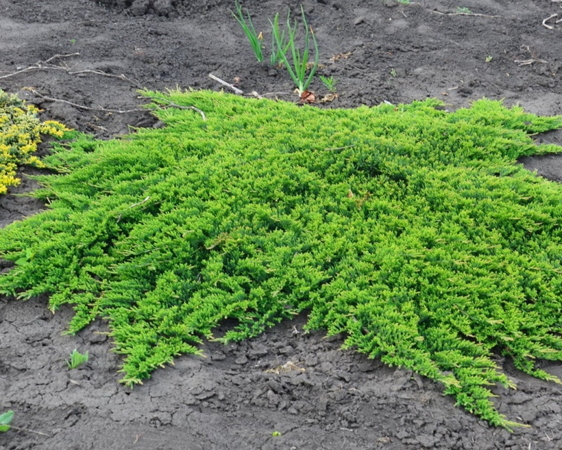Хвойна хоризонтална ‘Prince of Wales’ Juniperus horizontalis ‘Prince of Wales’