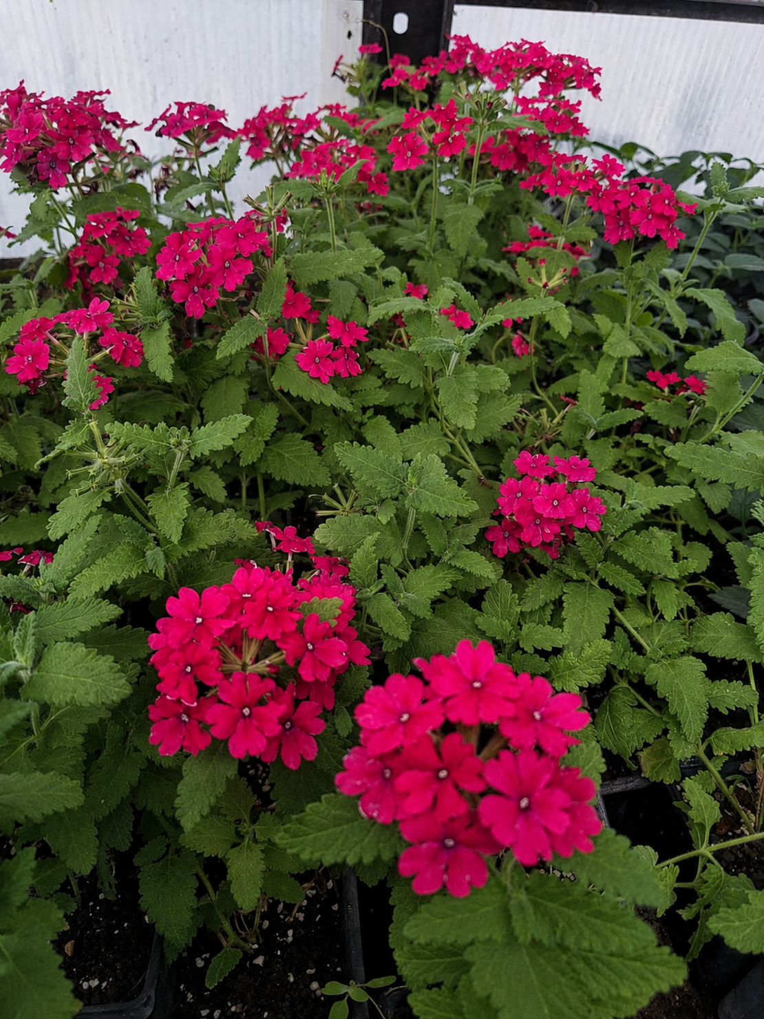 Вербена 'Verbena spp.'