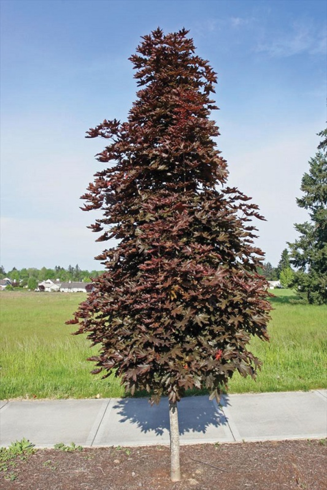 Норвежки клен ‘Crimson Sentry’ Acer platanoides ‘Crimson Sentry’