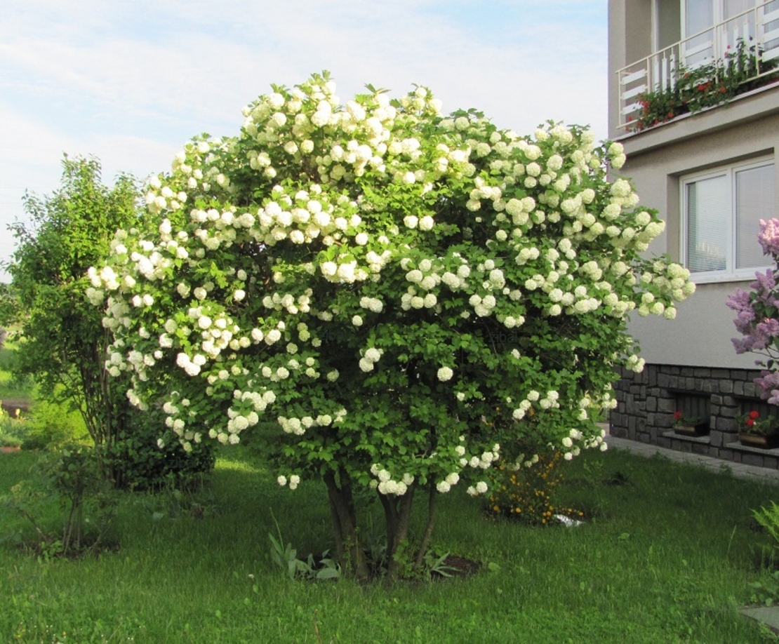 Калина ‘Roseum’ Viburnum opulus ‘Roseum’