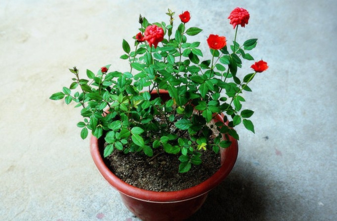 Мини роза Rosa (mini hybrids)