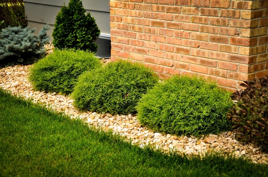 Туя западна ‘Bowling Ball’ Thuja occidentalis ‘Bowling Ball’