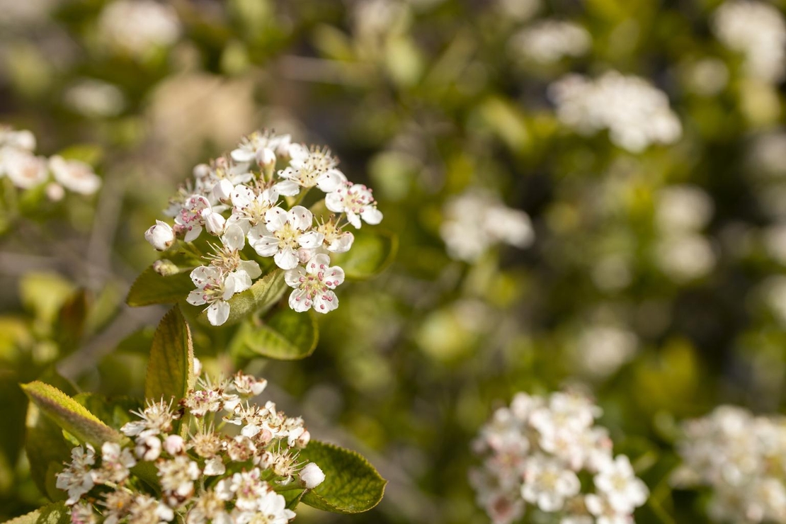 Арония	Аronia macrocarpa