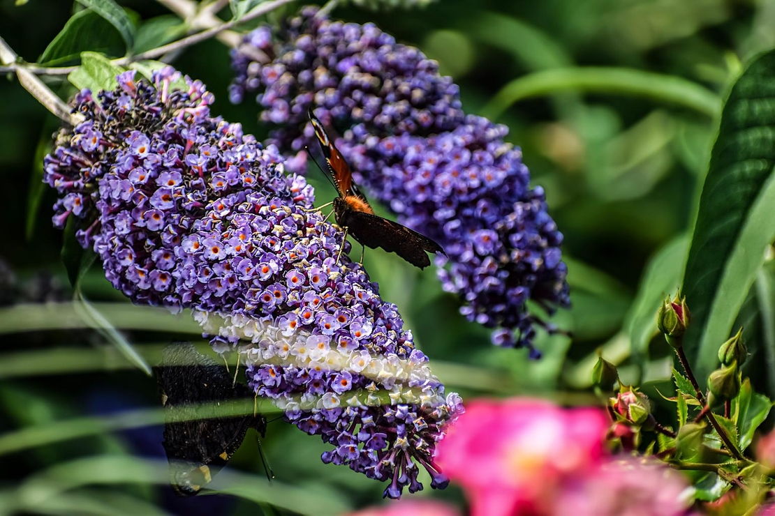 Будлея 	Buddleja davidii