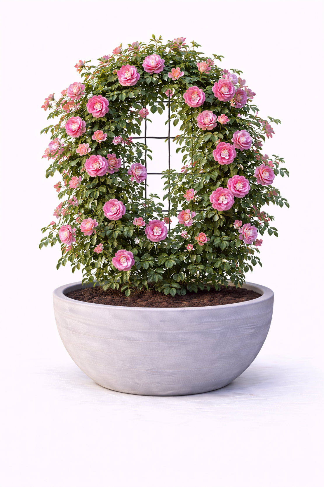 Роза катерлива Rosa (climbing hybrids)