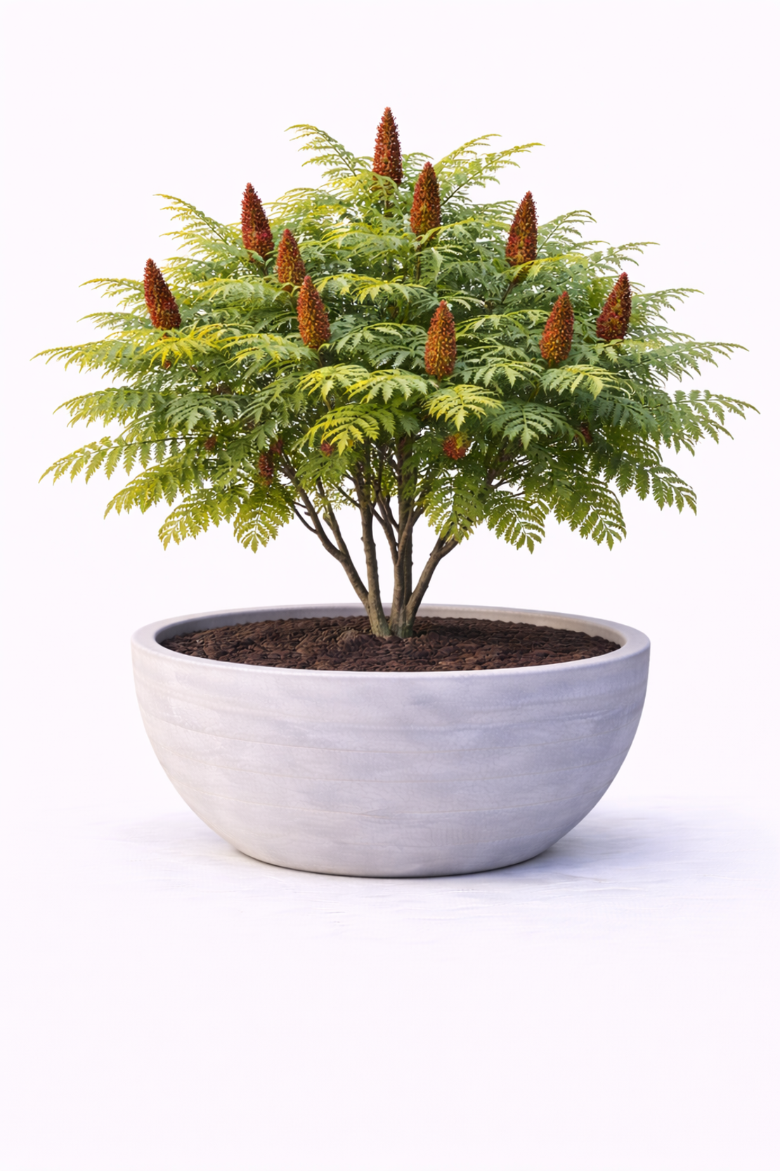 Сумах (оцетно дърво) Rhus typhina