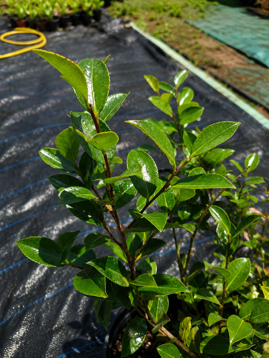 Камелия 'Camellia japonica'