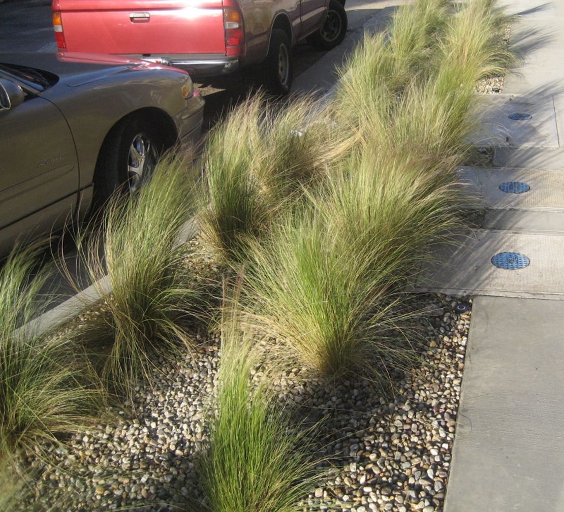 Стипа ‘Pony Tails’ Stipa tenuissima ‘Pony Tails’