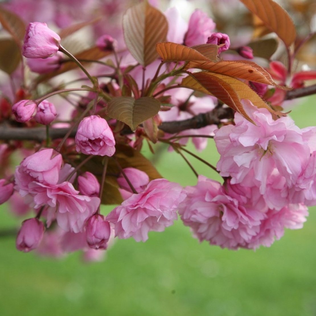 Японска вишна ‘Kiku-shidare-zakura’ Prunus serrulata ‘Kiku-shidare-zakura’