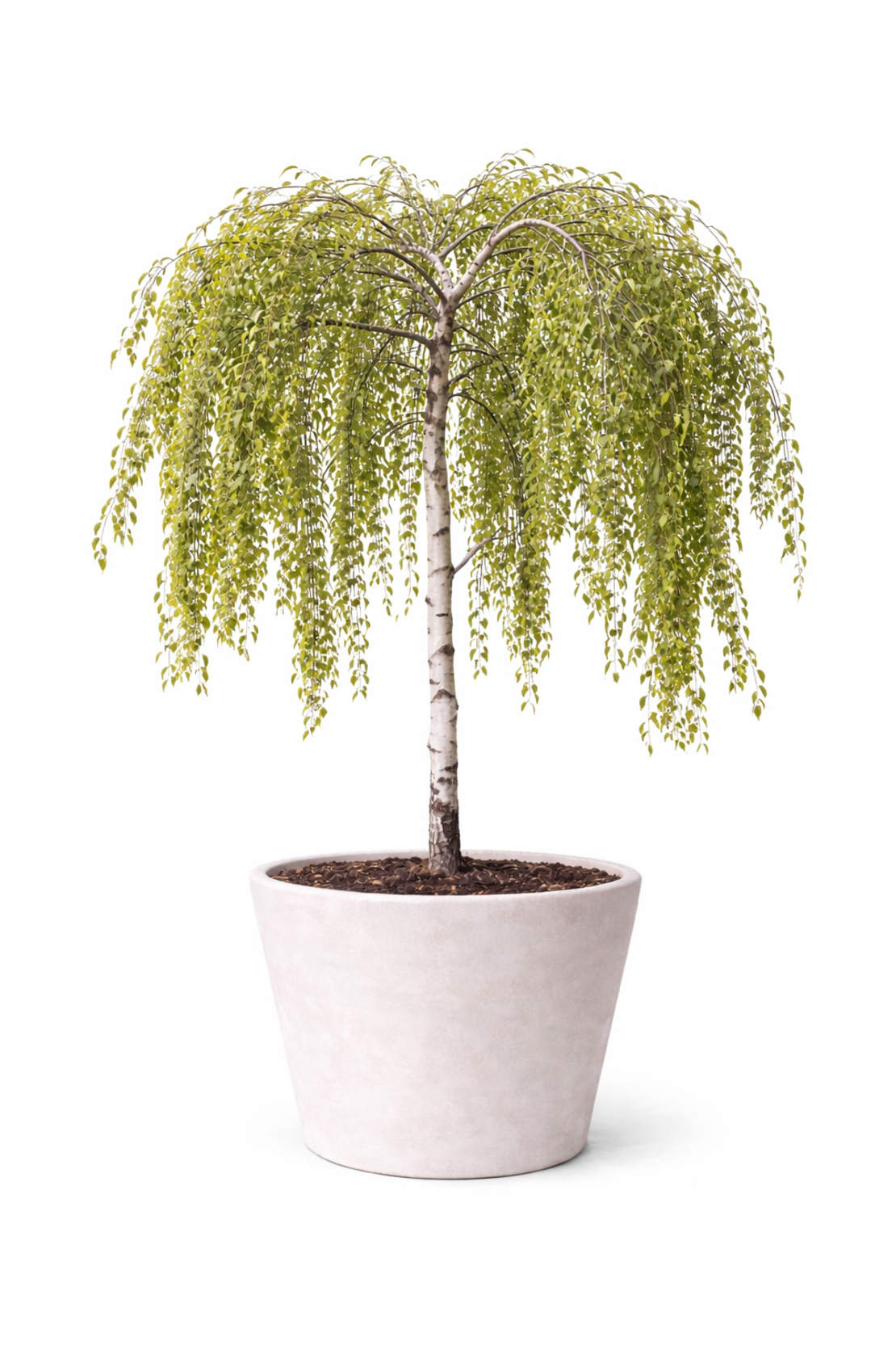 Плачеща бреза ‘Youngii’ Betula pendula ‘Youngii’