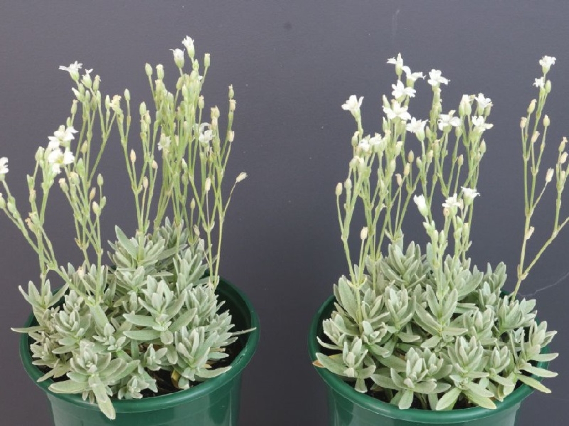 Церастиум (сребърна тревичка) Cerastium tomentosum