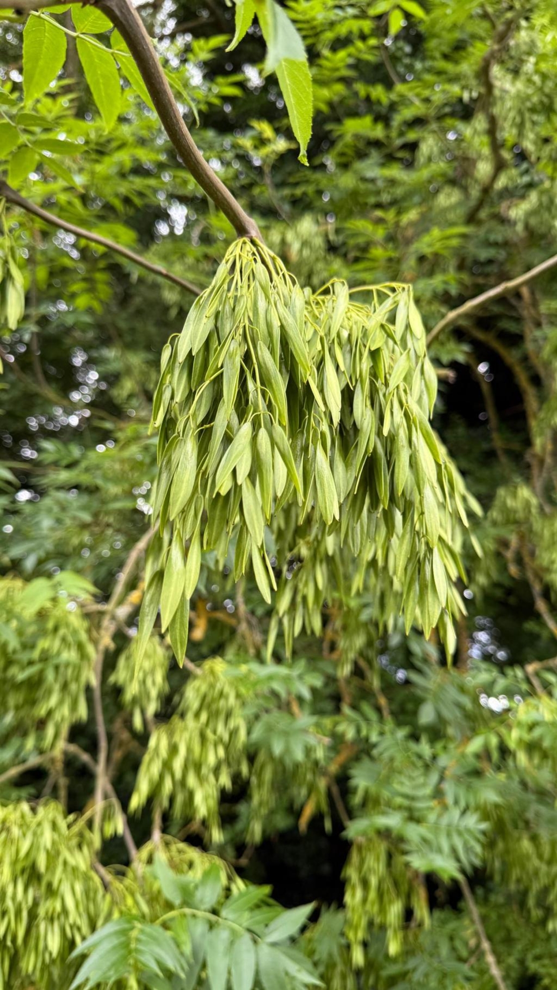 Ясен 	Fraxinus exelsior