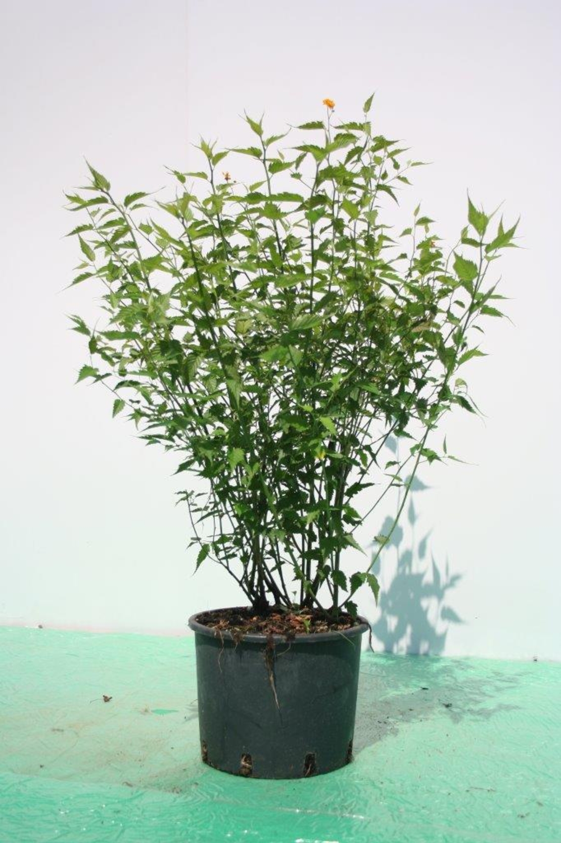 Керия японска Kerria japonica