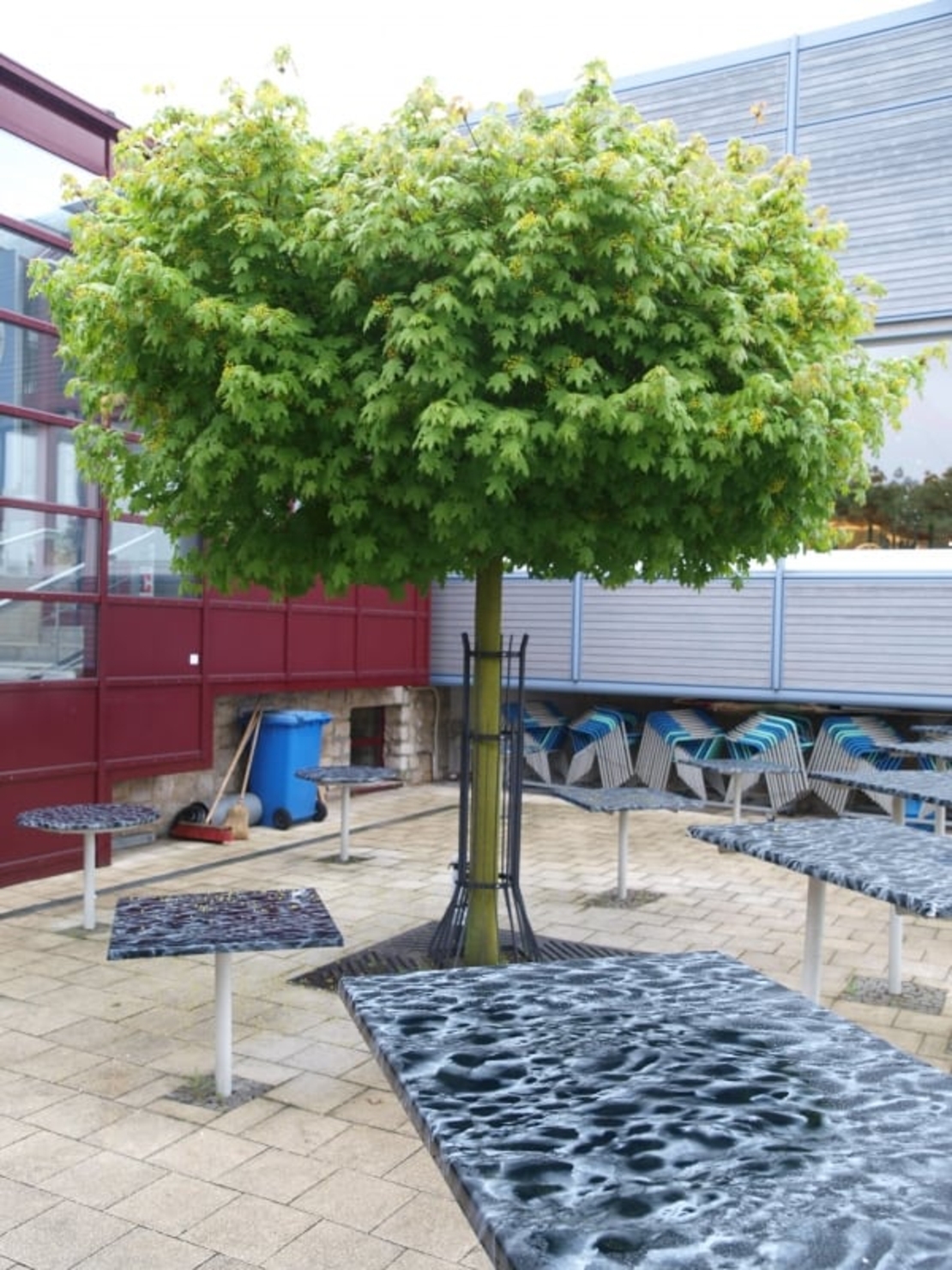 Норвежки клен ‘Globosum’ Acer platanoides ‘Globosum’