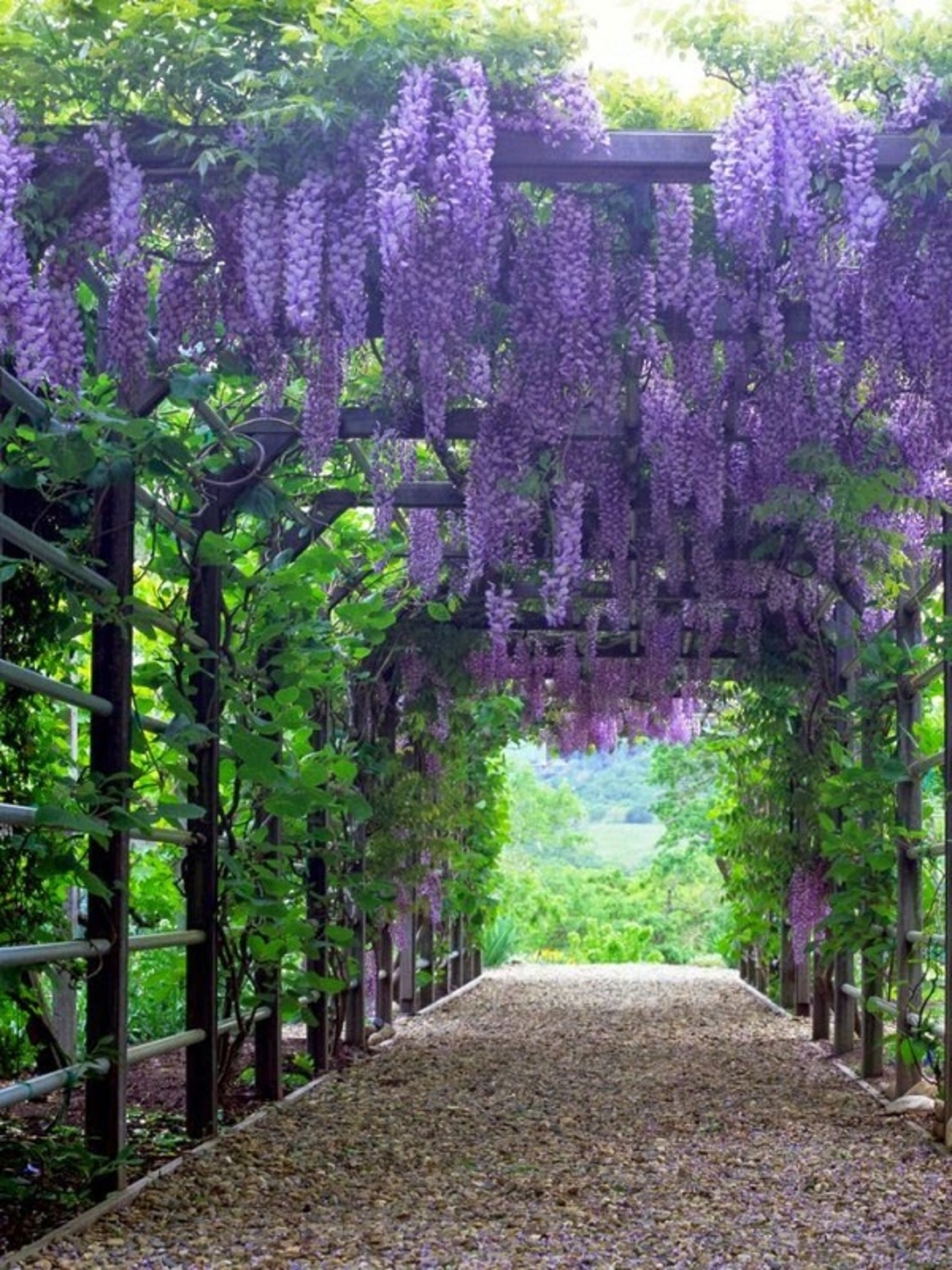 Глициния китайска Wisteria chinensis