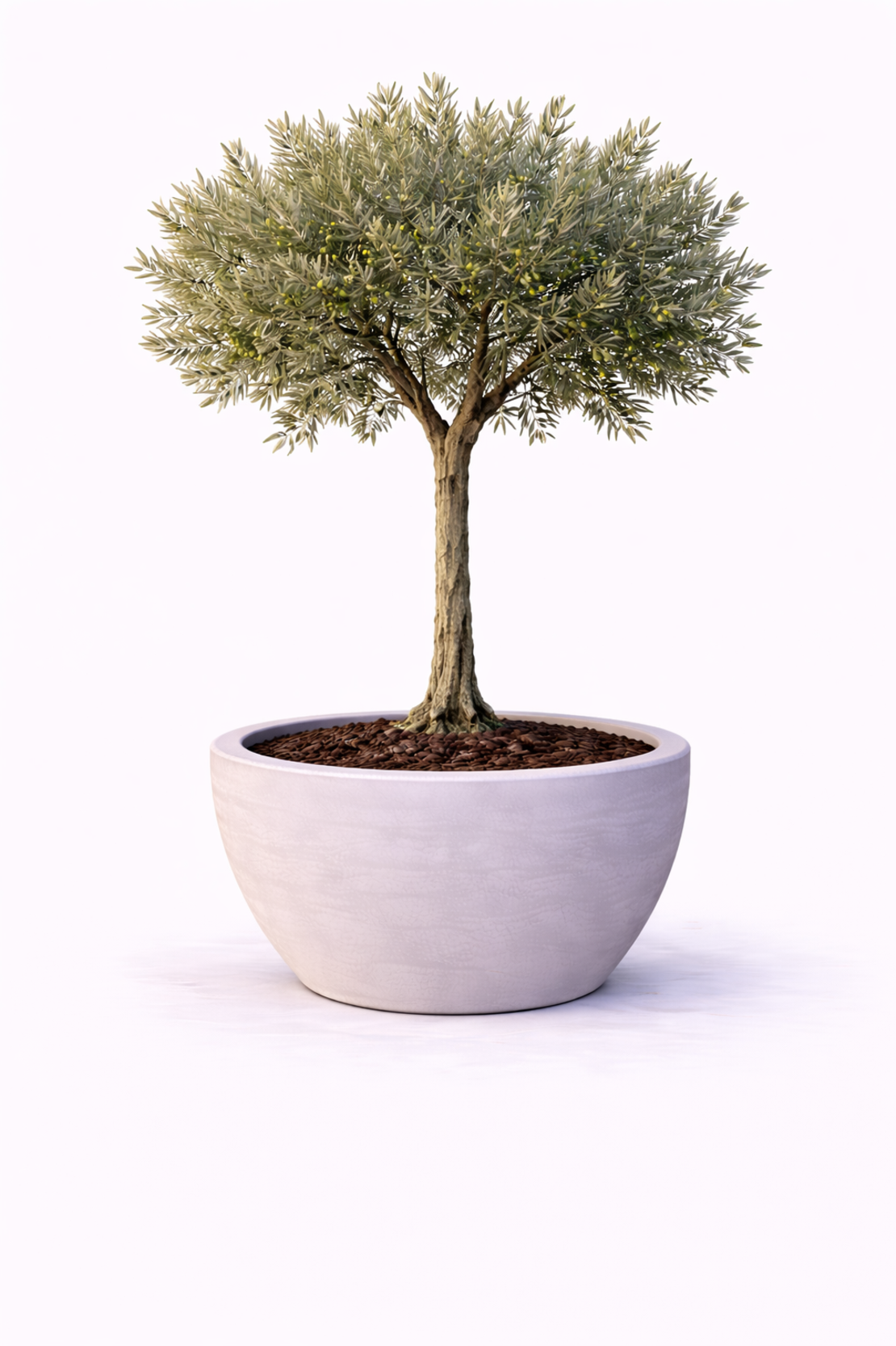 Маслина на стъбло Olea europaea