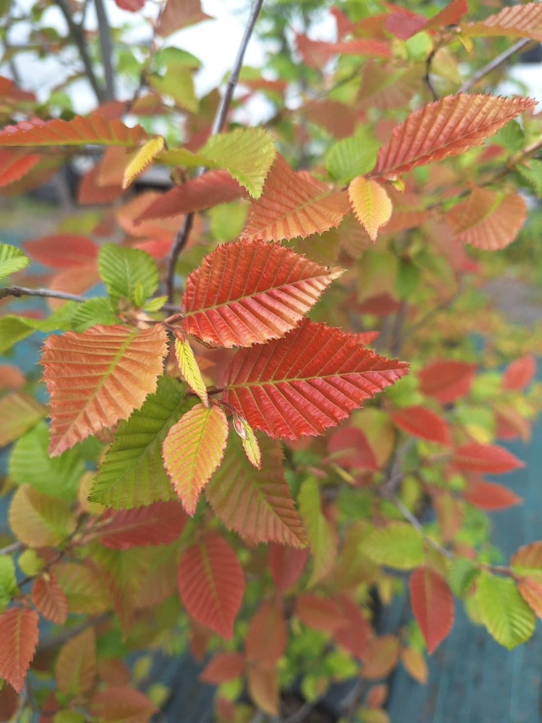Габър ‘Carpinus betulus’
