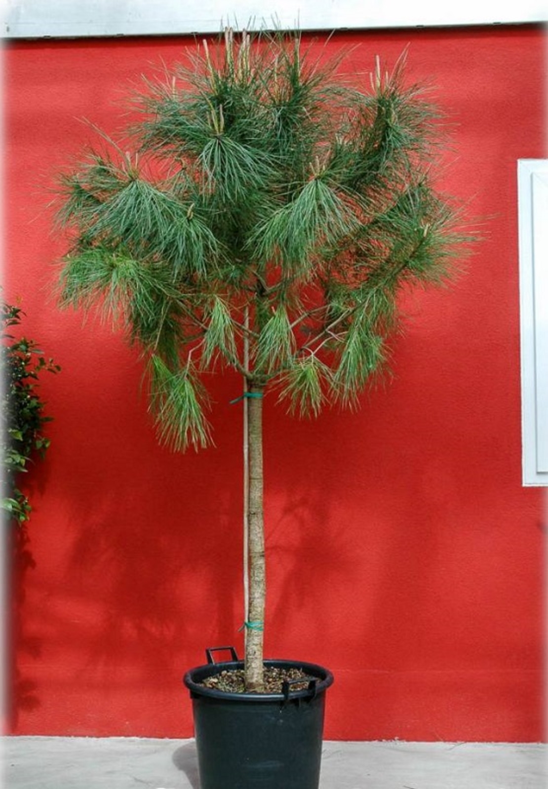 Бор каменен Pinus pinea