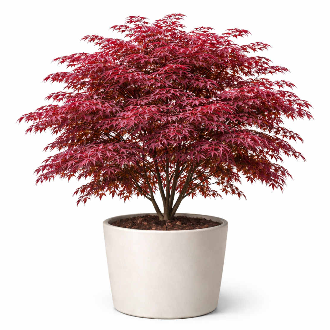 Японски клен ‘Atropurpureum’ Acer palmatum ‘Atropurpureum’